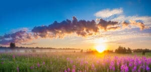 gorgeous sunset of flowered fields