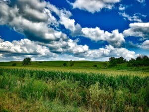 picturesque green pasture and bright blue sky with fluffy clouds