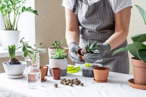 person in apron planting succulents in small pots - stress - COVID-19
