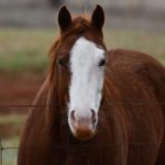 Equine Therapy Program