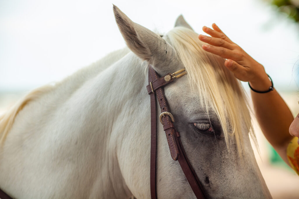 Equine Therapy in Iowa, Equine Therapy in Iowa, Iowa Equine Therapy,