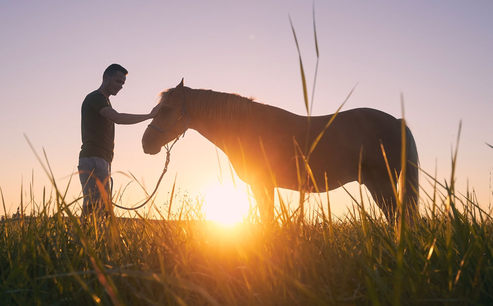 man stroking therapy horse at sunset